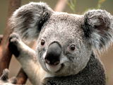 Koala sk